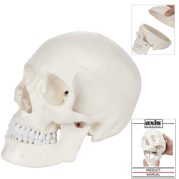 Educational Model Life Size Skull Model Include Removable Skull Cap and Full Set of Teeth Human Adult Skull Anatomical Model for Study Display Teaching Medical Model,Medical Models Educational Model Life Size Skull Model Include Removable Skull Cap and Full Set of Teeth Human Adult Skull Anatomical Model for Study Display Teaching Medical Model,Medical Models